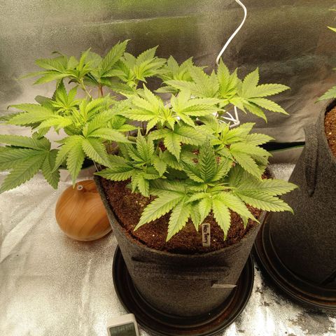 Haze Berry #1 growlog timeline photo
