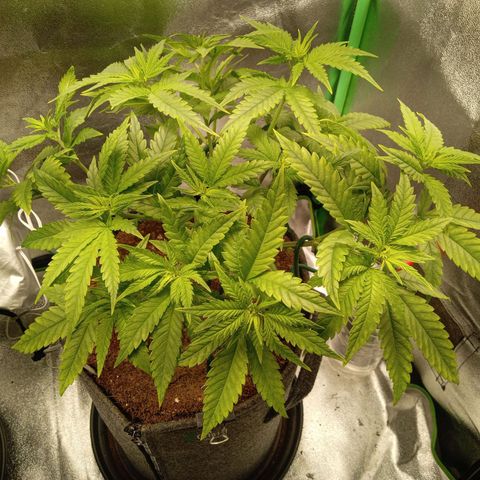 Royal Moby #1 growlog timeline photo