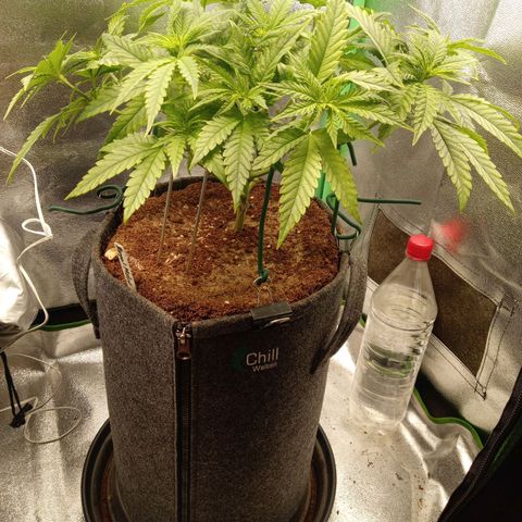 Royal Moby #1 growlog timeline photo