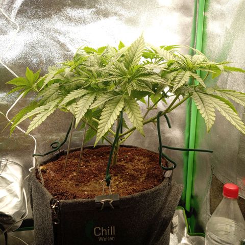 Royal Moby #1 growlog timeline photo