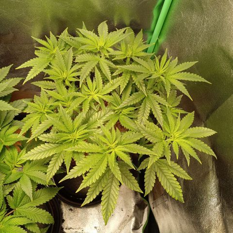 Royal Moby #1 growlog timeline photo