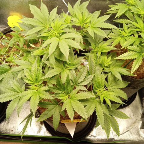 Haze Berry #1 growlog timeline photo
