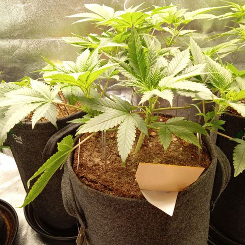 Haze Berry #1 growlog timeline photo