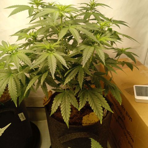 Royal Moby #1 growlog timeline photo
