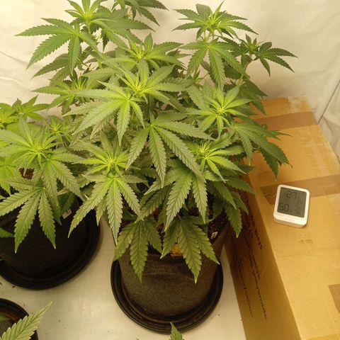 Royal Moby #1 growlog timeline photo