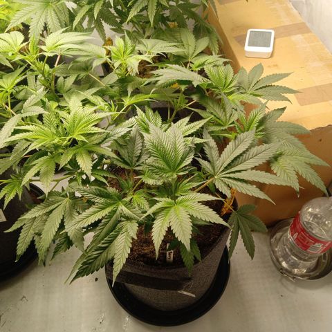 Haze Berry #1 growlog timeline photo