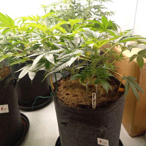 Haze Berry #1 growlog timeline photo