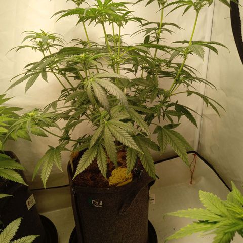 Royal Moby #1 growlog timeline photo