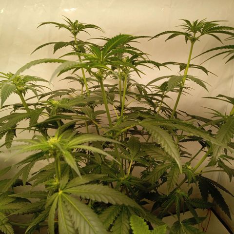 Royal Moby #1 growlog timeline photo