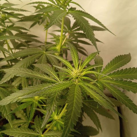 Royal Moby #1 growlog timeline photo