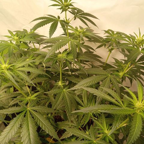 Royal Moby #1 growlog timeline photo
