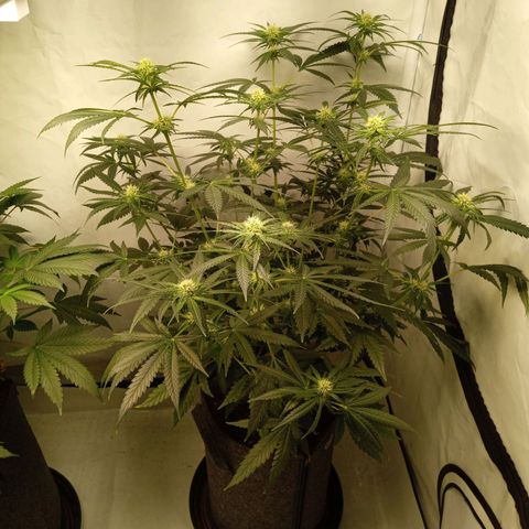 Royal Moby #1 growlog timeline photo
