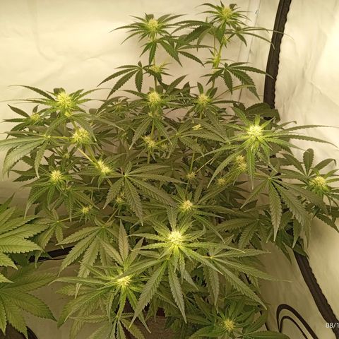Royal Moby #1 growlog timeline photo