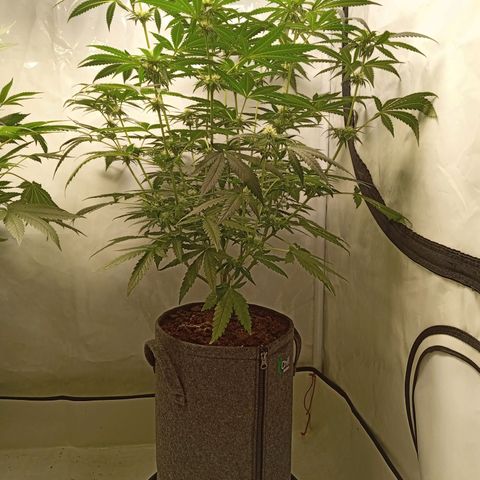 Royal Moby #1 growlog timeline photo