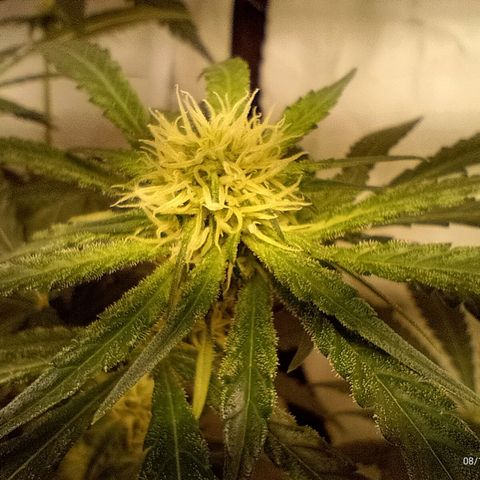 Royal Moby #1 growlog timeline photo