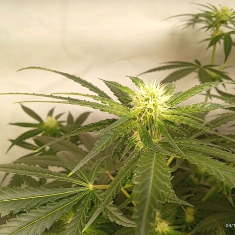 Royal Moby #1 growlog timeline photo