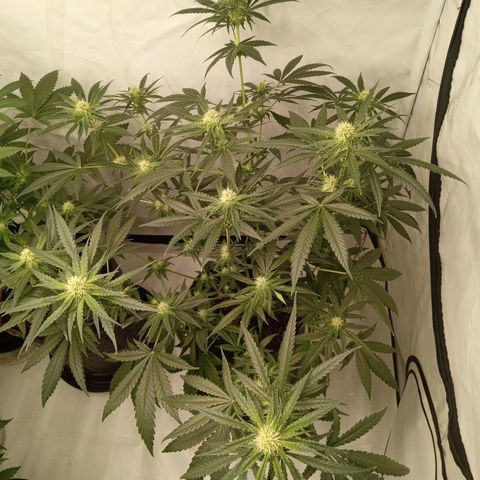 Royal Moby #1 growlog timeline photo
