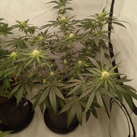 Royal Moby #1 growlog timeline photo