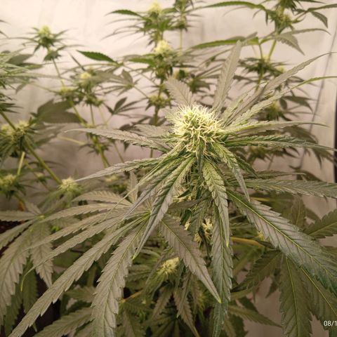 Royal Moby #1 growlog timeline photo