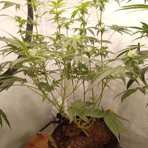 Haze Berry #1 growlog timeline photo