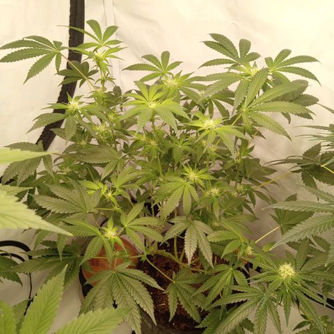 Haze Berry #1 growlog timeline photo