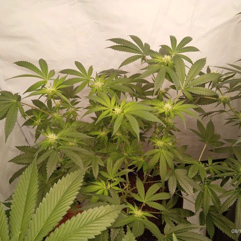 Haze Berry #1 growlog timeline photo