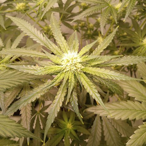 Royal Moby #1 growlog timeline photo