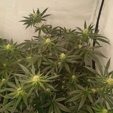 Royal Moby #1 growlog timeline photo