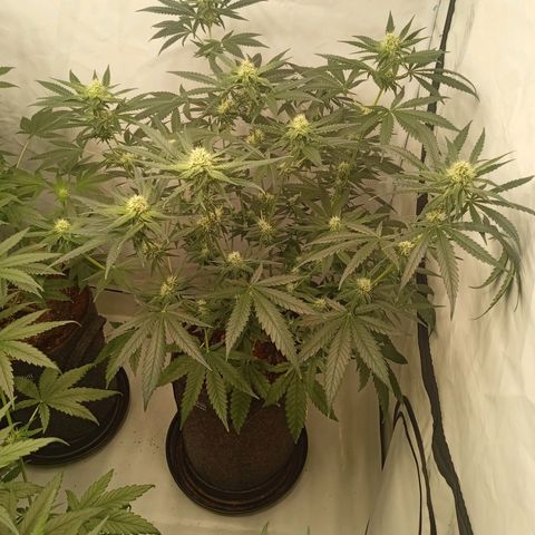 Royal Moby #1 growlog timeline photo