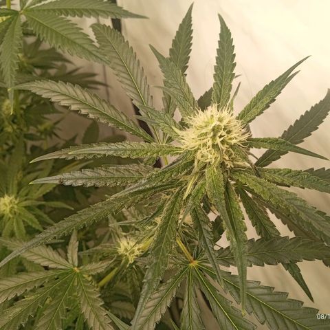 Royal Moby #1 growlog timeline photo