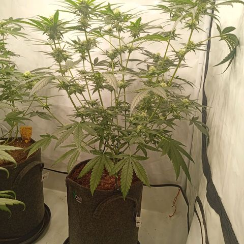 Royal Moby #1 growlog timeline photo