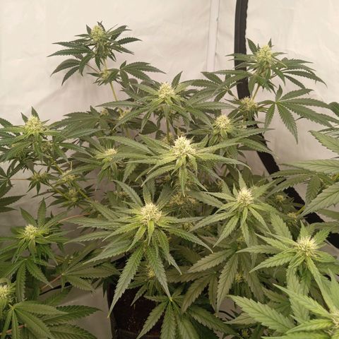 Royal Moby #1 growlog timeline photo