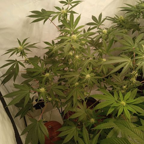 Haze Berry #1 growlog timeline photo