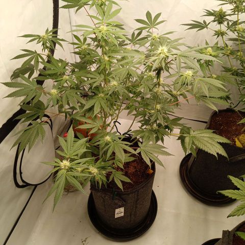 Haze Berry #1 growlog timeline photo