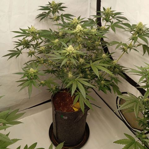 Royal Moby #1 growlog timeline photo