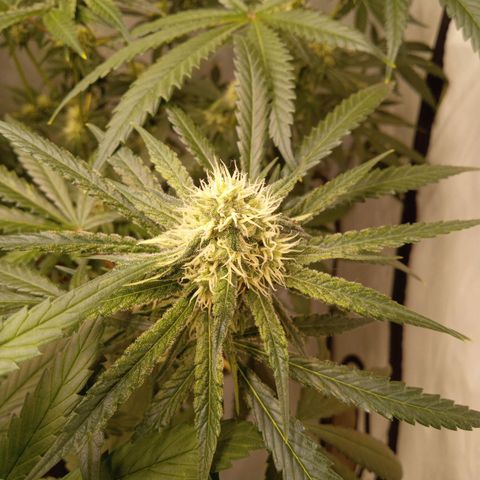 Royal Moby #1 growlog timeline photo