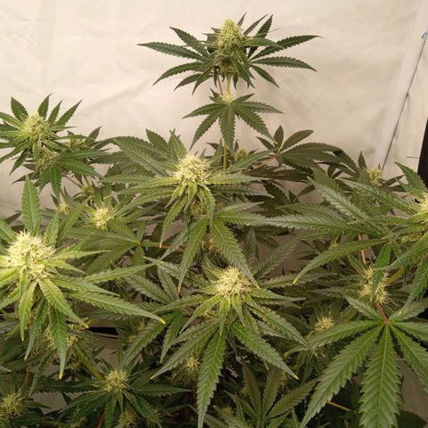 Royal Moby #1 growlog timeline photo