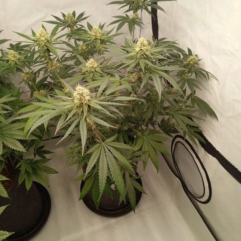 Royal Moby #1 growlog timeline photo