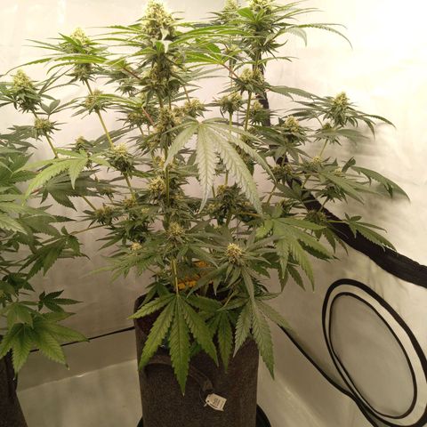 Royal Moby #1 growlog timeline photo
