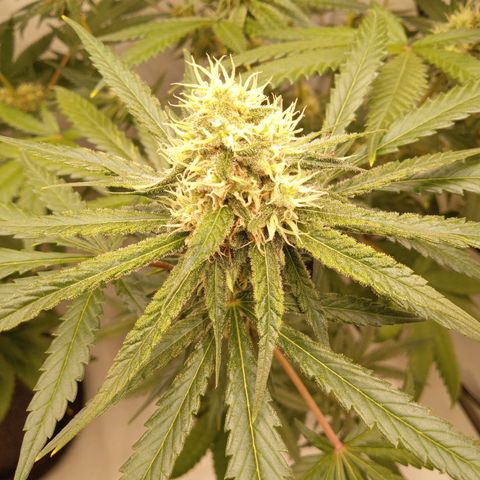 Royal Moby #1 growlog timeline photo