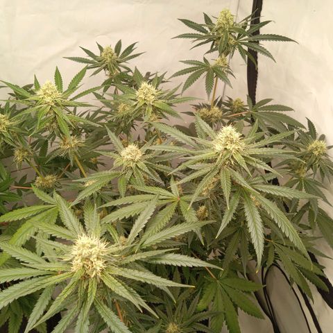 Royal Moby #1 growlog timeline photo