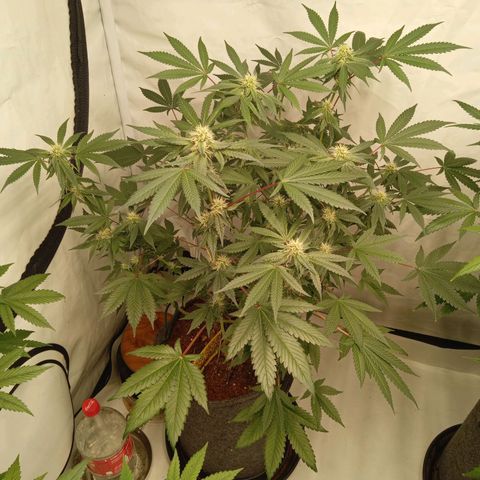 Haze Berry #1 growlog timeline photo