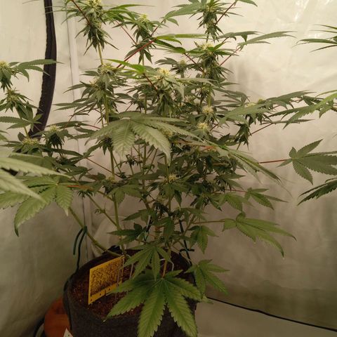 Haze Berry #1 growlog timeline photo