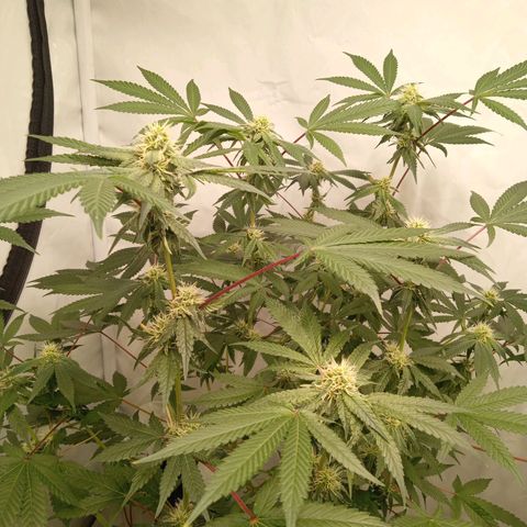 Haze Berry #1 growlog timeline photo