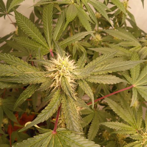 Haze Berry #1 growlog timeline photo