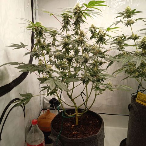 Haze Berry #1 growlog timeline photo