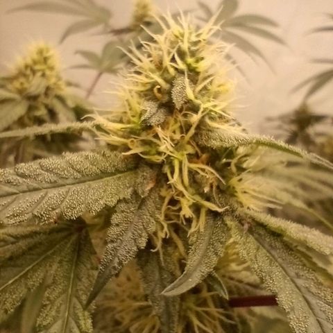 Haze Berry #1 growlog timeline photo