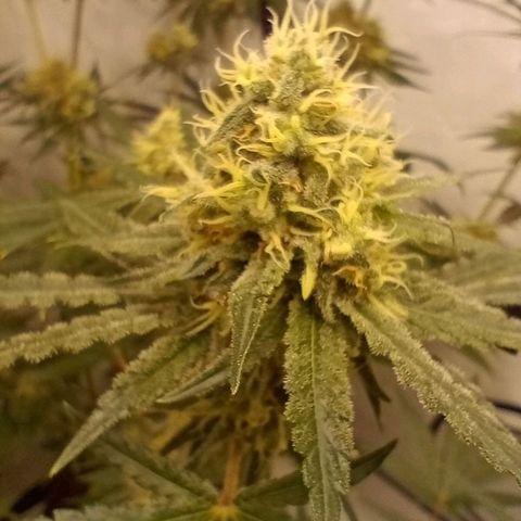 Royal Moby #1 growlog timeline photo
