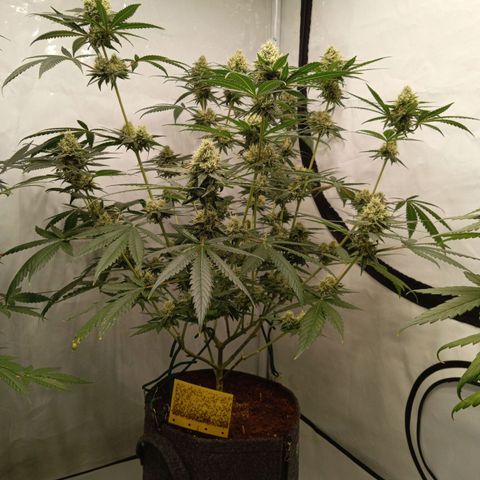 Royal Moby #1 growlog timeline photo