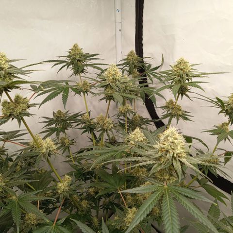 Royal Moby #1 growlog timeline photo